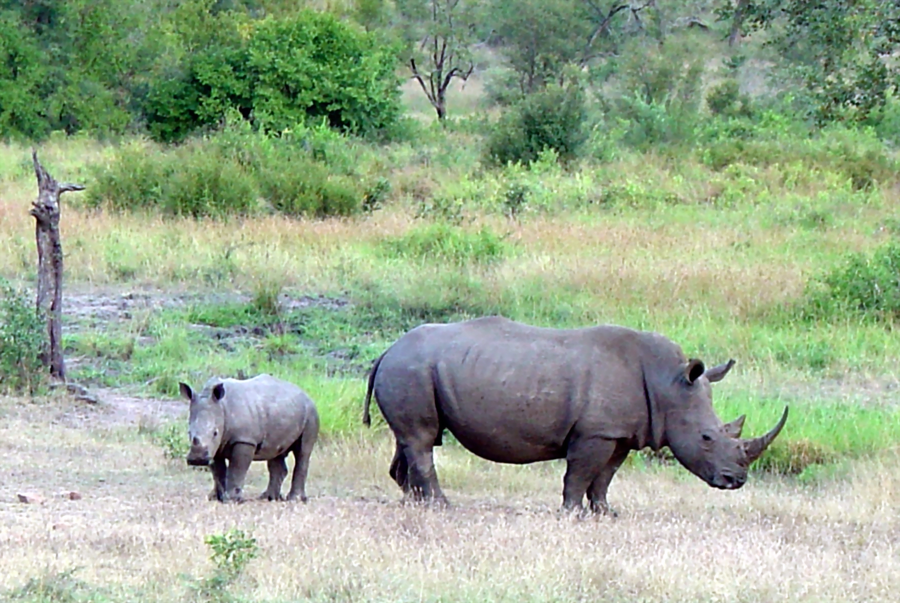 rinoceronte wikipedia